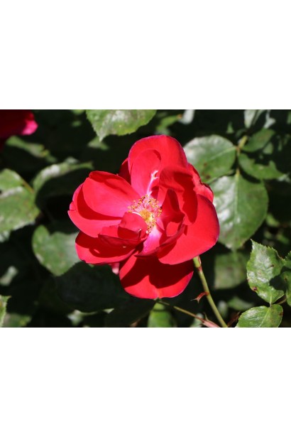 Троянда червона Торнадо на штамбі